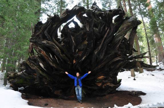 Enorme raíz de sequoia no Sequoia National Park, na Califórnia - EUA